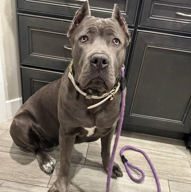 Un Cane Corso assis sur un sol carrelé et qui est tenu en laisse 