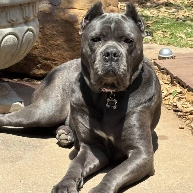 Un Cane Corso regardant vers la caméra et portant un collier autour du cou