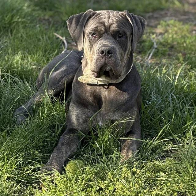 Un Cane Corso allongé sur une surface herbacée et portant un collier autour du cou
