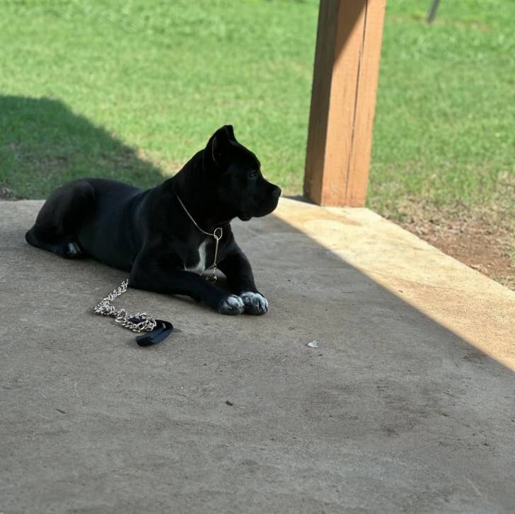Un Cane Corso allongé sur une surface bétonnée et qui est tenu en laisse