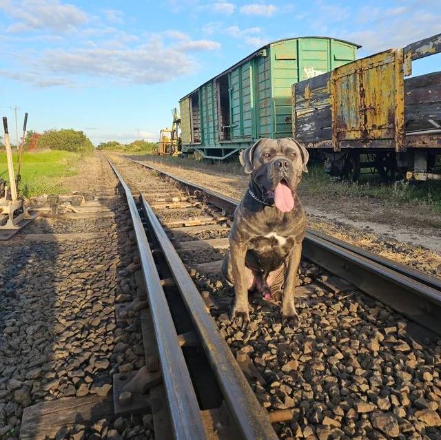 Un Cane Corso ayant la langue pendante et portant un collier autour du cou