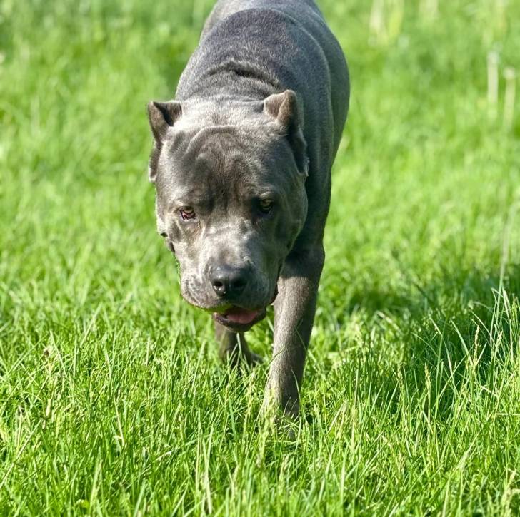 Un Cane Corso marchant sur un terrain herbeux 