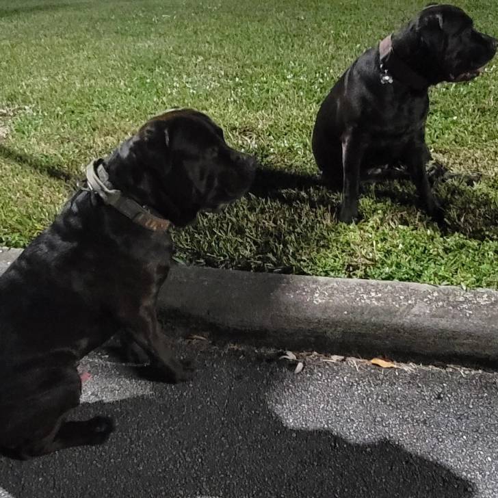 Un Cane Corso assis et portant tous deux un collier autour du cou