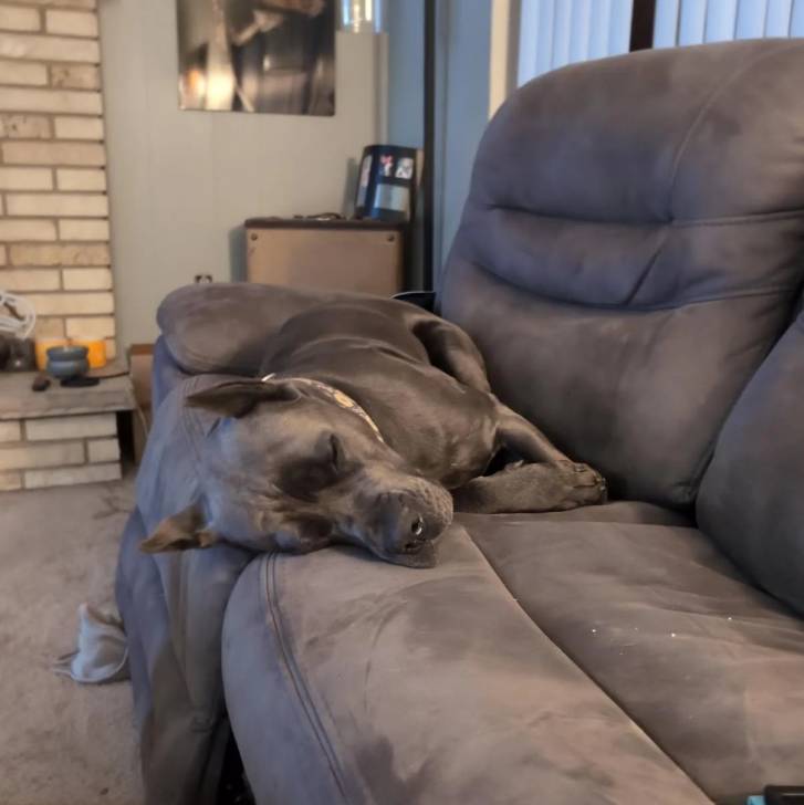 Un Cane Corso allongé sur un canapé et portant un collier autour du cou
