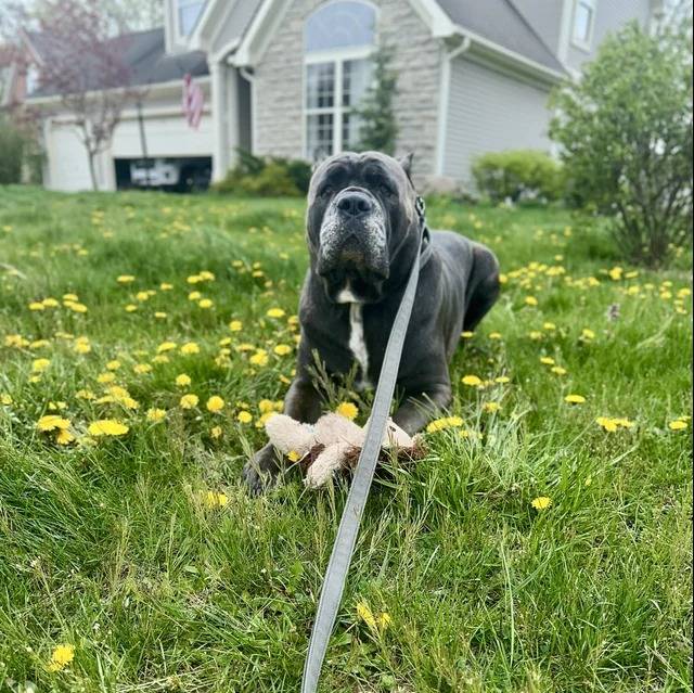 Un Cane Corso sur une surface herbacée et qui est tenu en laisse 