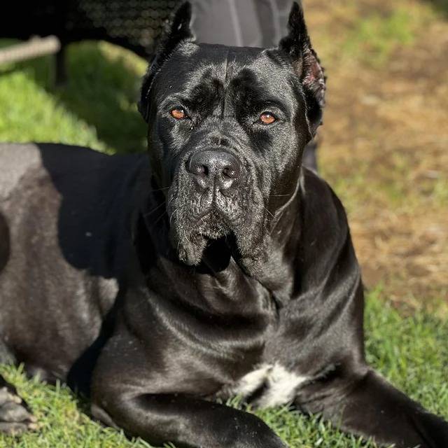 Un Cane Corso allongé sur une surface herbacée et regardant vers la caméra 