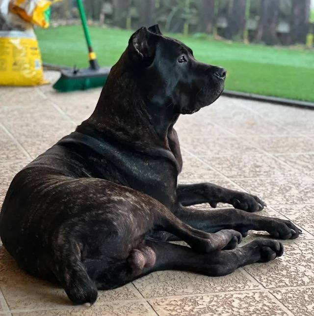 Un Cane Corso allongé sur un sol carrelé