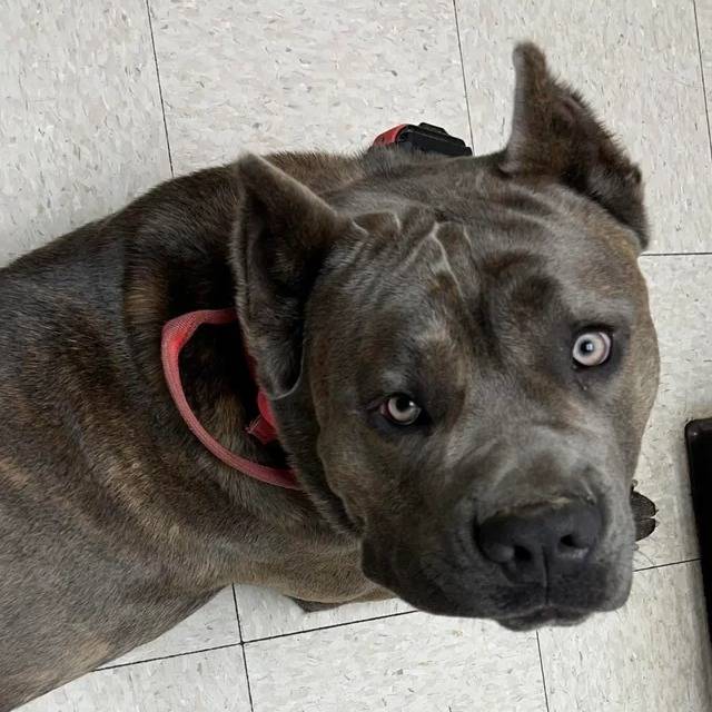 Un Cane Corso sur un sol carrelé et portant un collier autour du cou