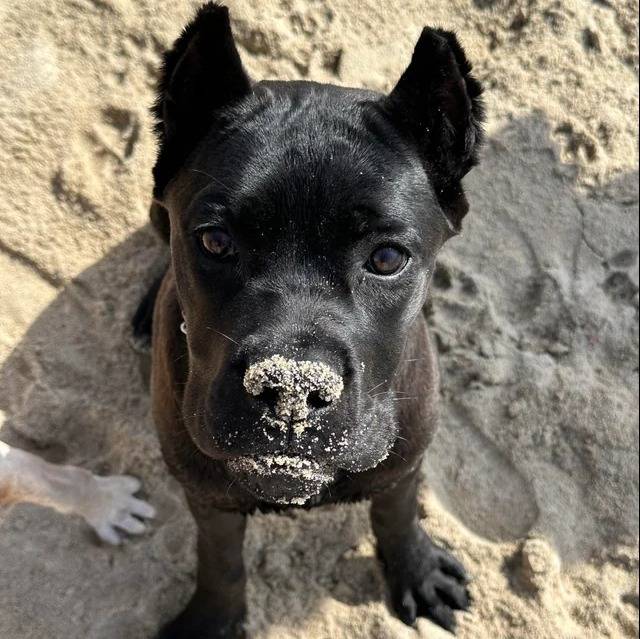 Un Cane Corso assis sur une surface sableuse et regardant vers la caméra 