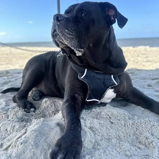 Un Cane Corso allongé sur un terrain sableux et portant un harnais 