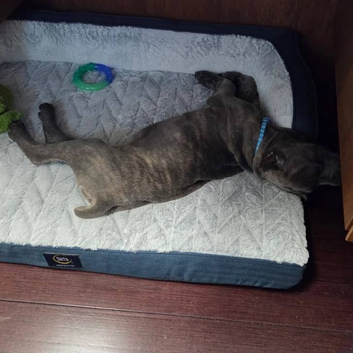 Un Cane Corso allongé sur un lit pour chien et portant un collier autour du cou