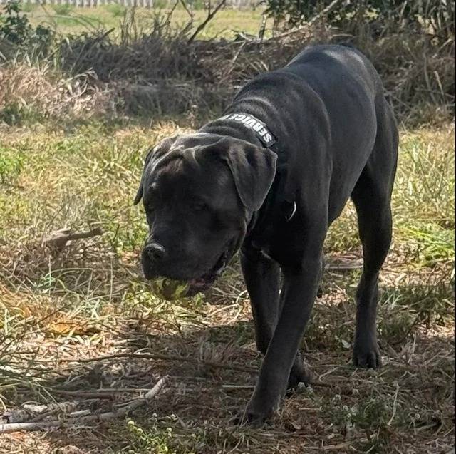 Un Cane Corso marchant sur une surface herbacée et portant un collier autour du cou