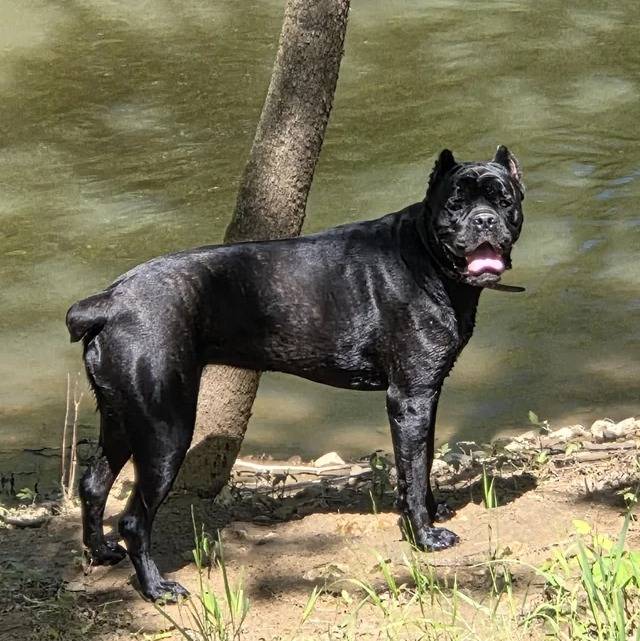 Un Cane Corso sur une berge et portant un collier autour du cou
