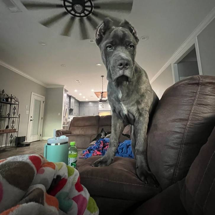 Un Cane Corso sur un canapé 