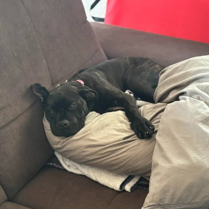 Un Cane Corso allongé sur un canapé et portant un collier autour du cou
