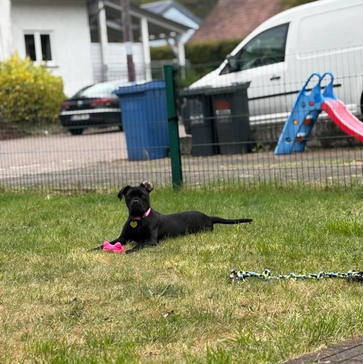 Un Cane Corso allongé sur un terrain herbeux et portant un collier autour du cou