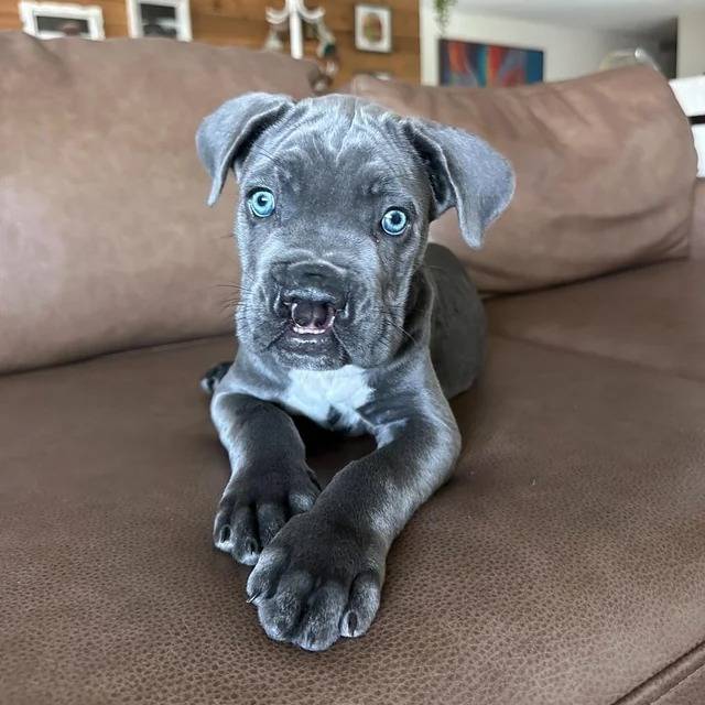 Un Cane Corso allongé sur un canapé et semblant détendu