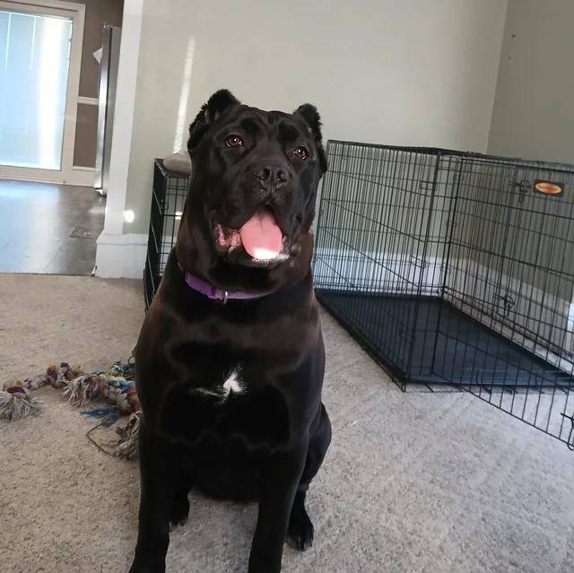 Un Cane Corso assis sur une moquette et portant un collier autour du cou