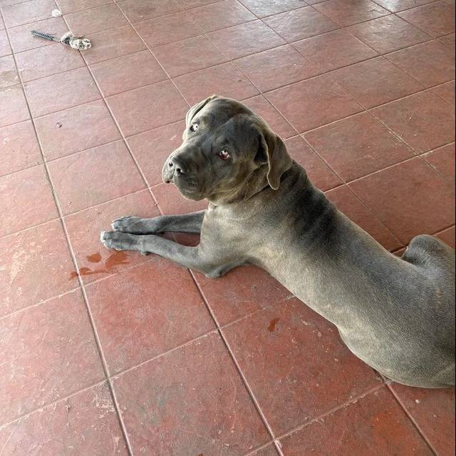 Un Cane Corso allongé sur un sol carrelé et regardant vers la caméra 