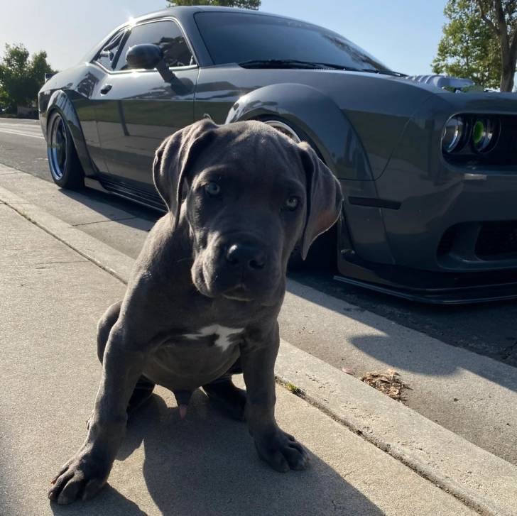 Un Cane Corso assis sur un trottoir et semblant détendu 