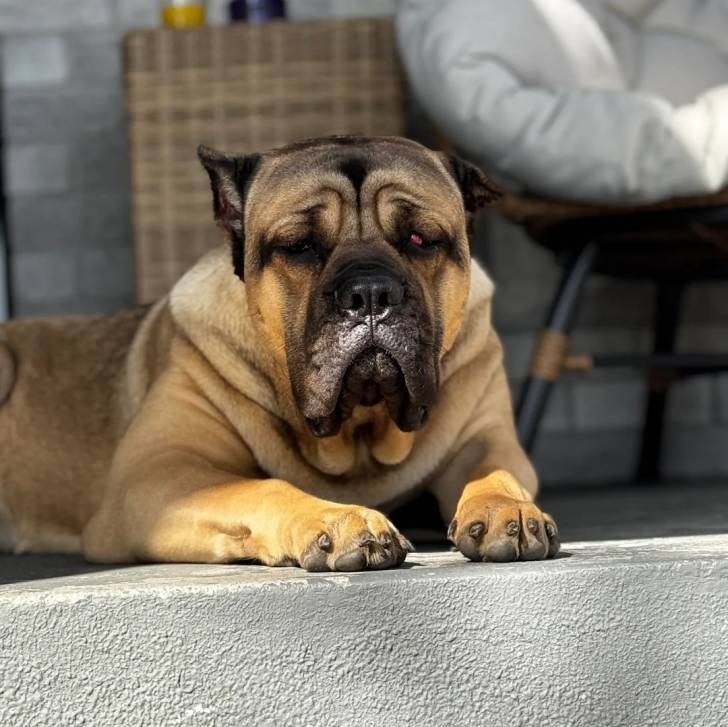 Un Cane Corso allongé sur une surface bétonnée et regardant vers la caméra 