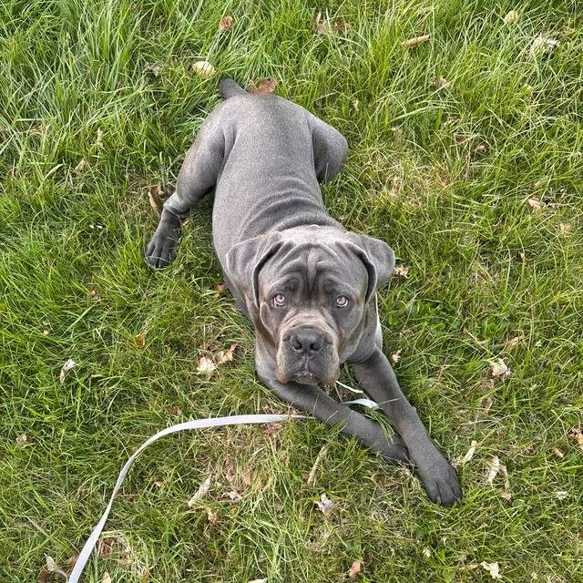 Un Cane Corso allongé sur une une surface herbacée et qui est tenu en laisse 