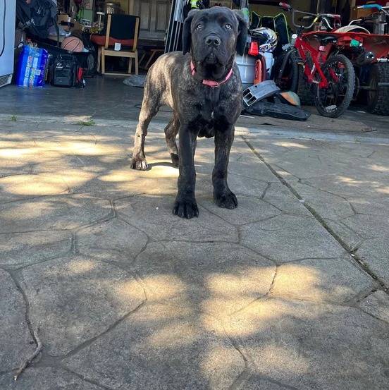 Un Cane Corso sur une surface bétonnée et portant un collier autour du cou