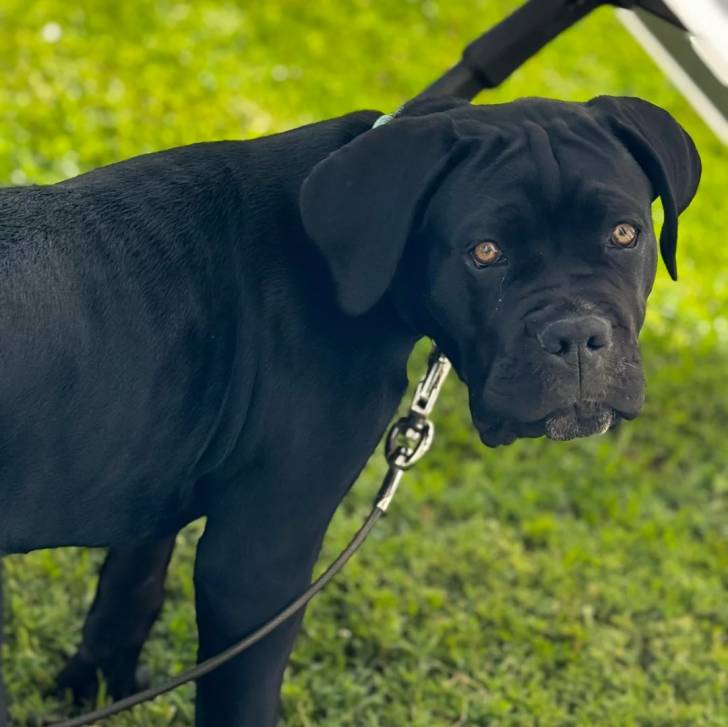 Un Cane Corso sur un terrain herbeux et qui est tenu en laisse 