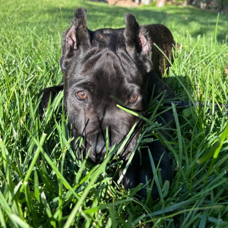 Un Cane Corso allongé sur une surface gazonnée et regardant vers la caméra 