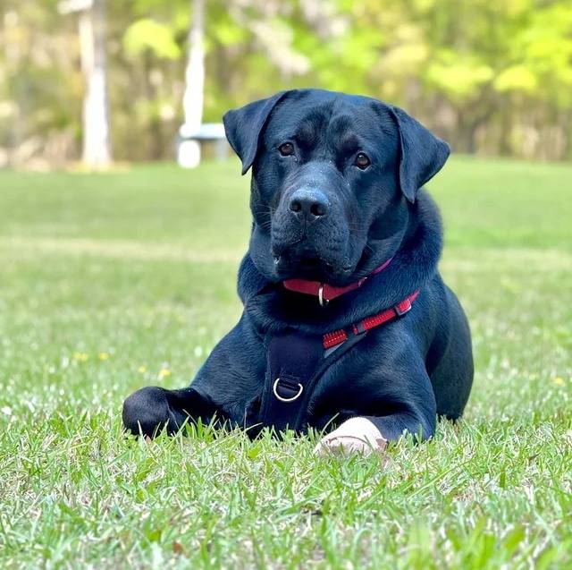 Un Cane Corso allongé sur une surface gazonnée et portant un harnais 