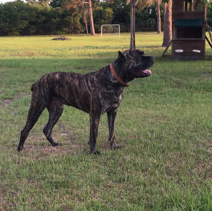 Un Cane Corso sur une surface gazonnée et portant un collier autour du cou