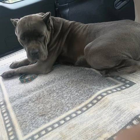 Un Cane Corso allongé dans le coffre d'une voiture et semblant détendu