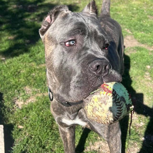 Un Cane Corso ayant un objet dans sa gueule et portant un collier autour du cou