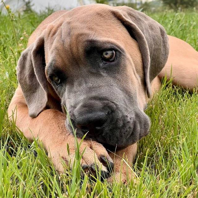 Un Cane Corso allongé sur un terrain gazonné et semblant détendu 