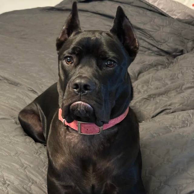 Un Cane Corso allongé sur un lit et portant un collier autour du cou