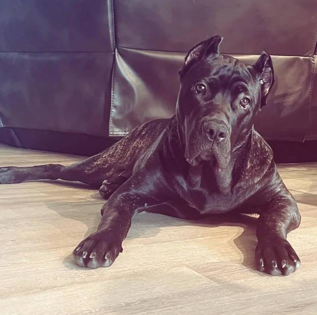 Un Cane Corso allongé sur une moquette et semblant détendu 
