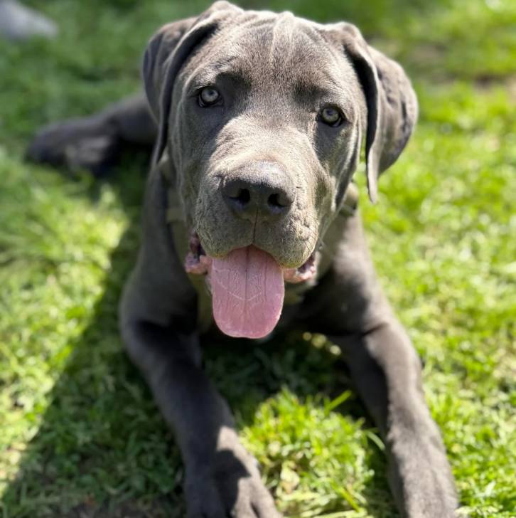 Un Cane Corso regardant vers la caméra et ayant la langue pendante 