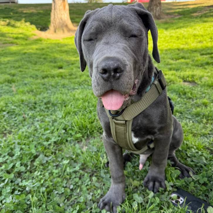 Un Cane Corso assis sur une surface herbacée et portant un harnais 