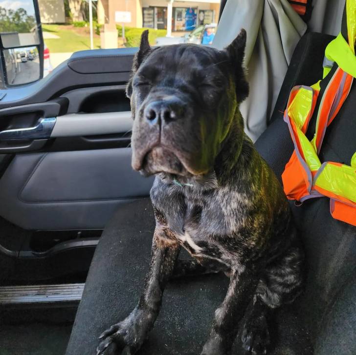 Un Cane Corso assis sur le siège d'un camion 