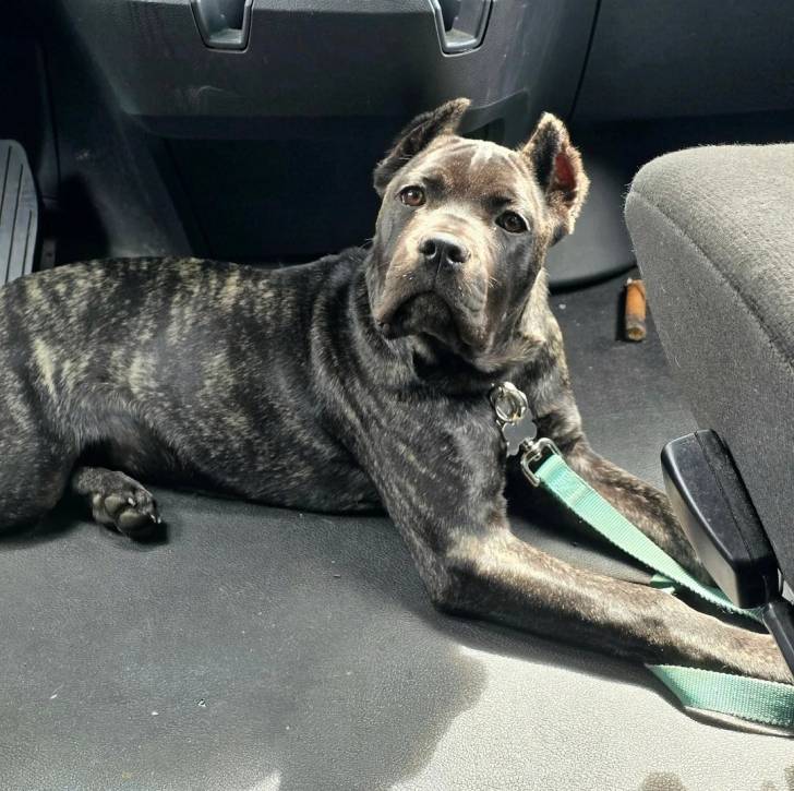 Un Cane Corso allongé sur le plancher d'un camion et qui est tenu en laisse 