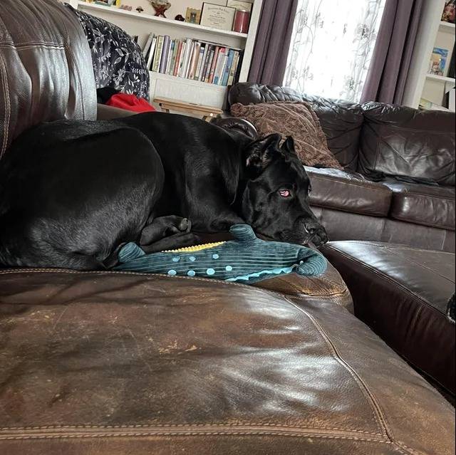 Un Cane Corso allongé sur un canapé 