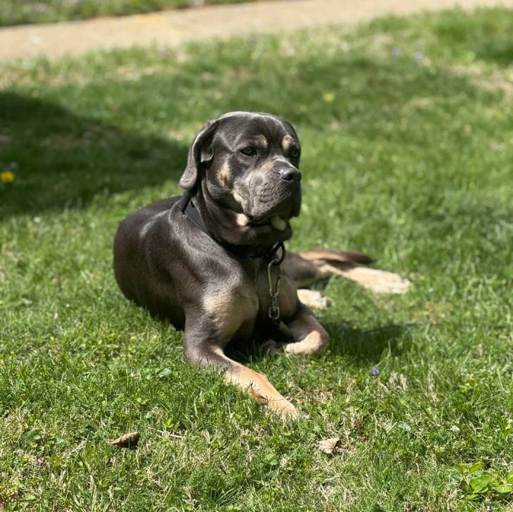 Un Cane Corso allongé sur un terrain herbeux et qui est tenu en laisse 