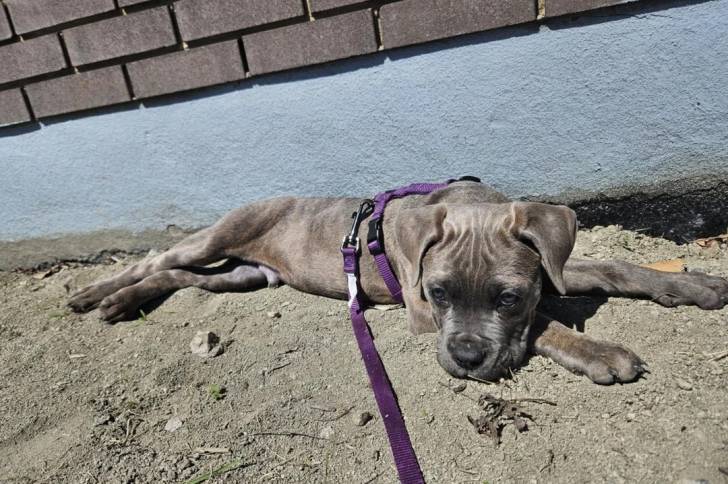 Un Cane Corso allongé sur une surface sableuse et qui est tenu en laisse 