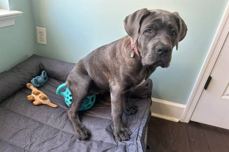 Un Cane Corso assis sur un lit pour chien et portant un collier autour du cou