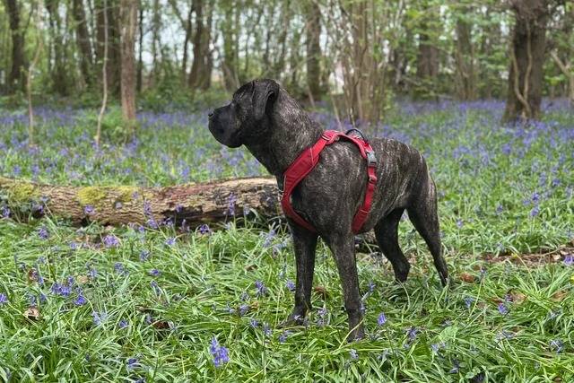 Un Cane Corso sur un terrain herbeux et portant un harnais 