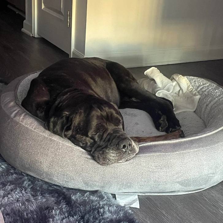 Un Cane Corso allongé dans un panier et semblant dormir 