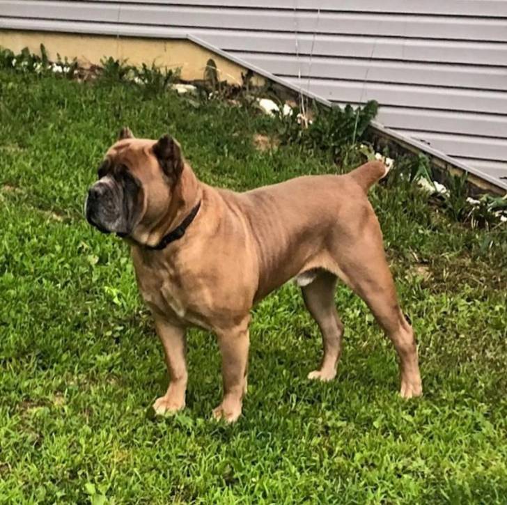 Un Cane Corso sur une surface herbacée et portant un collier autour du cou