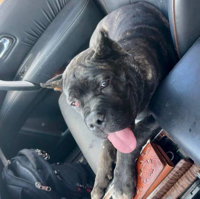 Photo Cane Corso