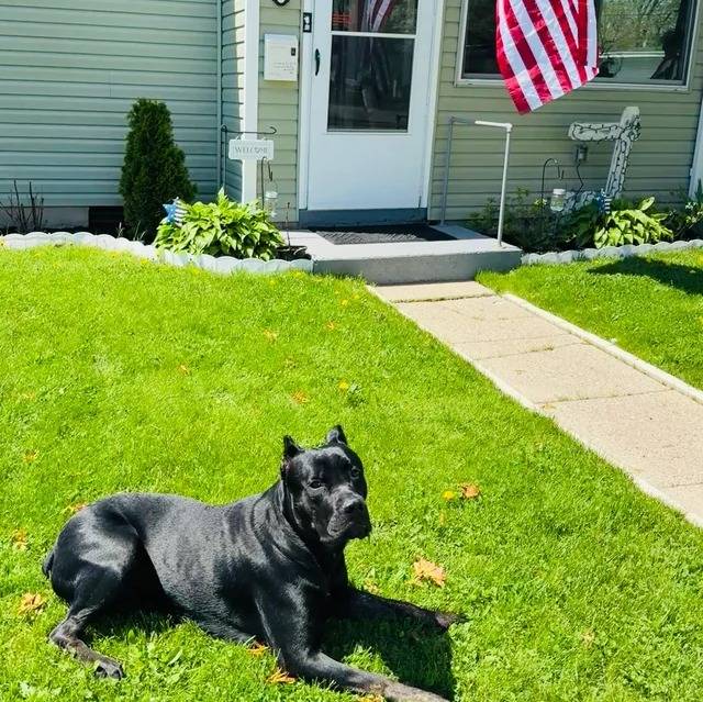 Un Cane Corso allongé sur une surface gazonnée et regardant vers la caméra 