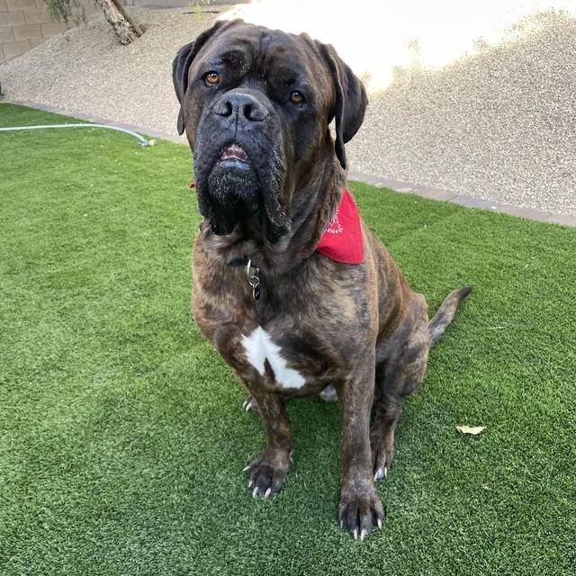Un Cane Corso assis sur du gazon synthétique et portant un collier autour du cou